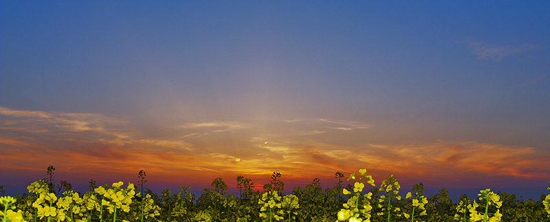 Sonnenungergang am Raps von Harald Eckschlager