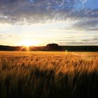 Sonnenunterang im Weizenfeld