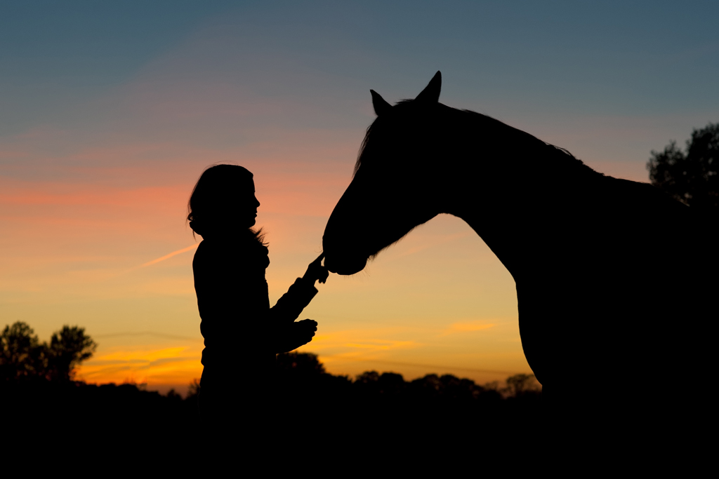 Horse Painting Hd Images Horse Painting Hd Images