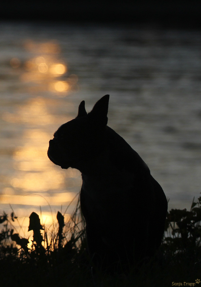 ***Sonnenuntergang***