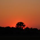 Sonnenuntergang - Abendglühen hinter'm Wald