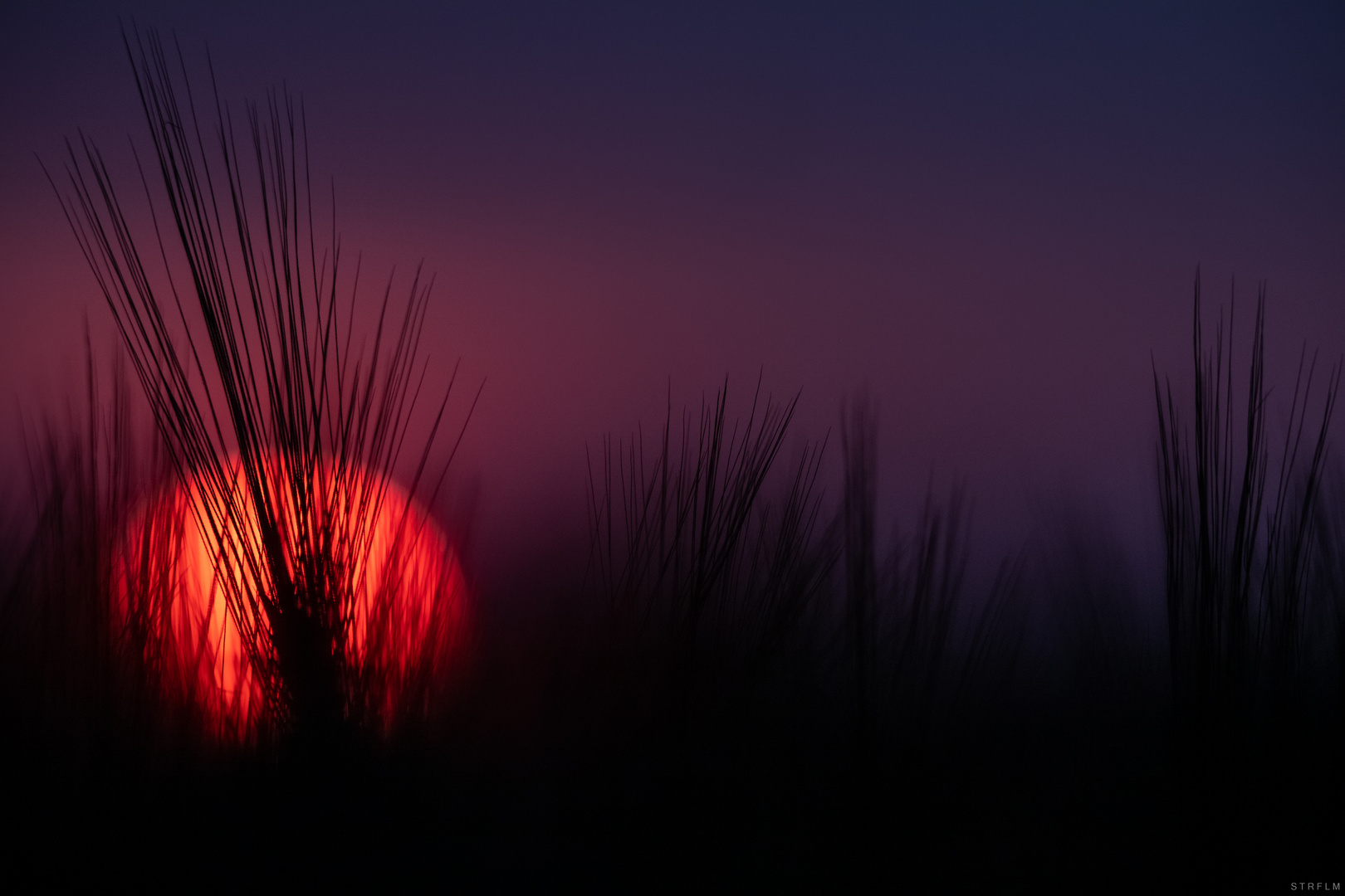 Sonnenuntergang als Ährensache