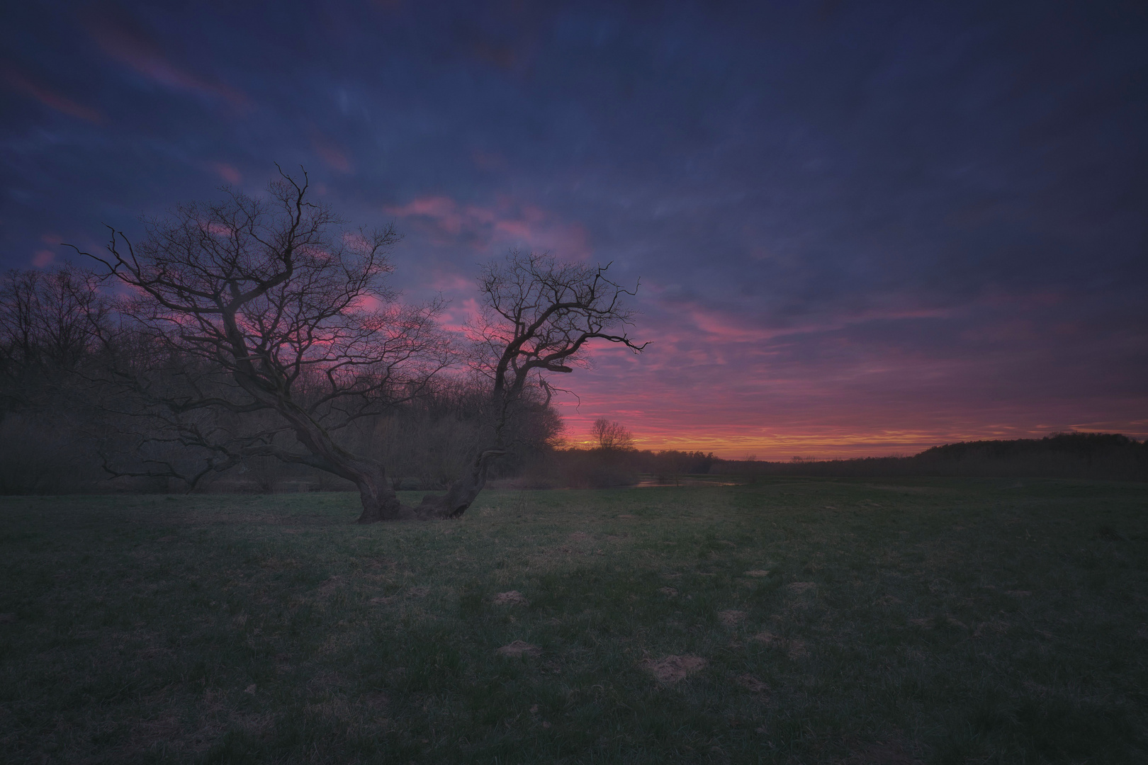 Sonnenuntergang am altem Baum