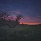 Sonnenuntergang am altem Baum