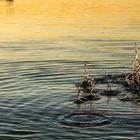 Sonnenuntergang am Ammersee