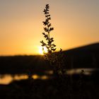 Sonnenuntergang am Baggersee