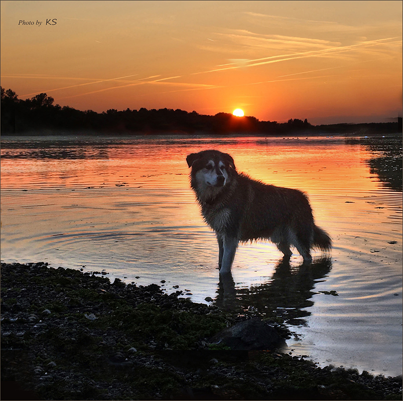 Sonnenuntergang am Berghäuser Altrhein