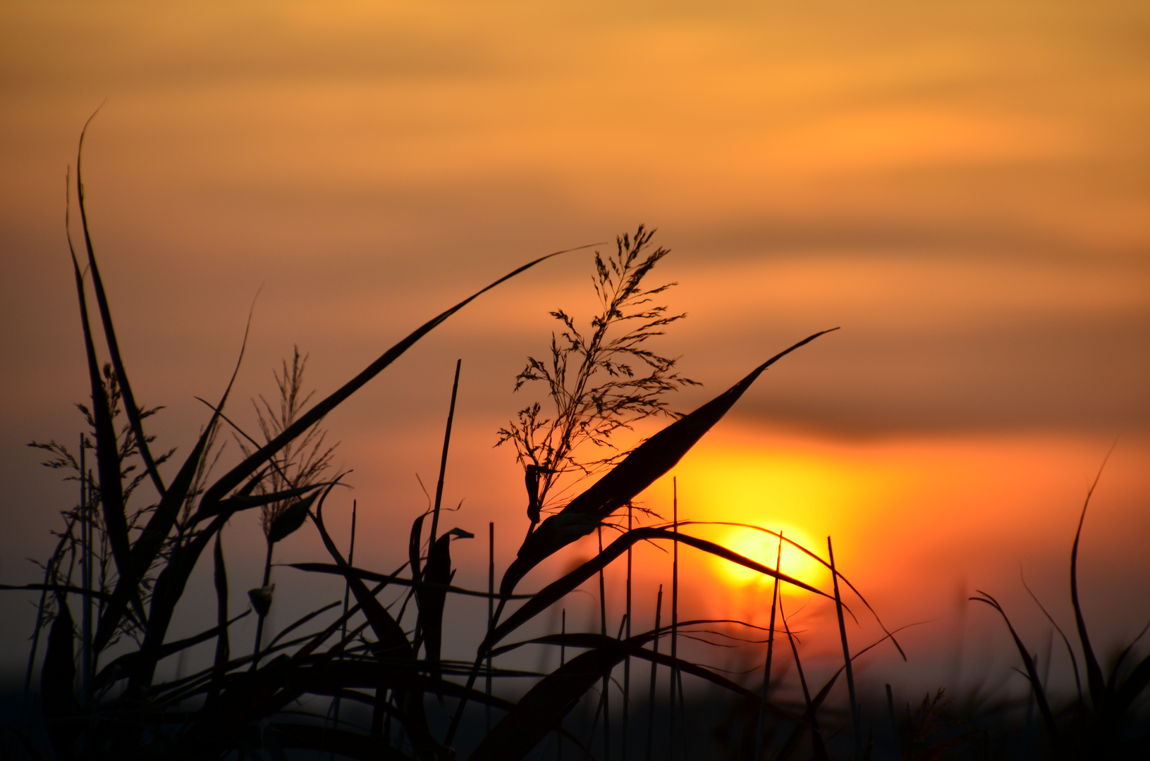 Sonnenuntergang am Bodden