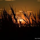 Sonnenuntergang am Bodensee