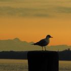 Sonnenuntergang am Bodensee mit Möve