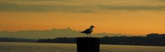 Sonnenuntergang am Bodensee mit Möve