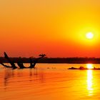 Sonnenuntergang am Chobe