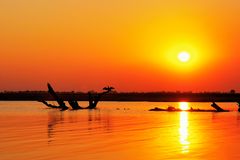 Sonnenuntergang am Chobe