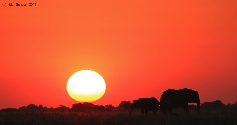 Sonnenuntergang am Chobe