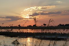 Sonnenuntergang am Chobe.