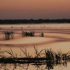 Sonnenuntergang am Chobe