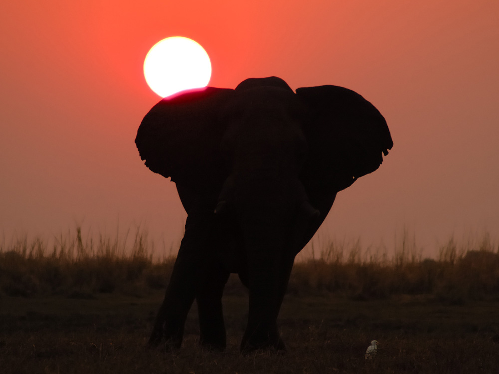 Sonnenuntergang am Chobe River