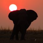 Sonnenuntergang am Chobe River