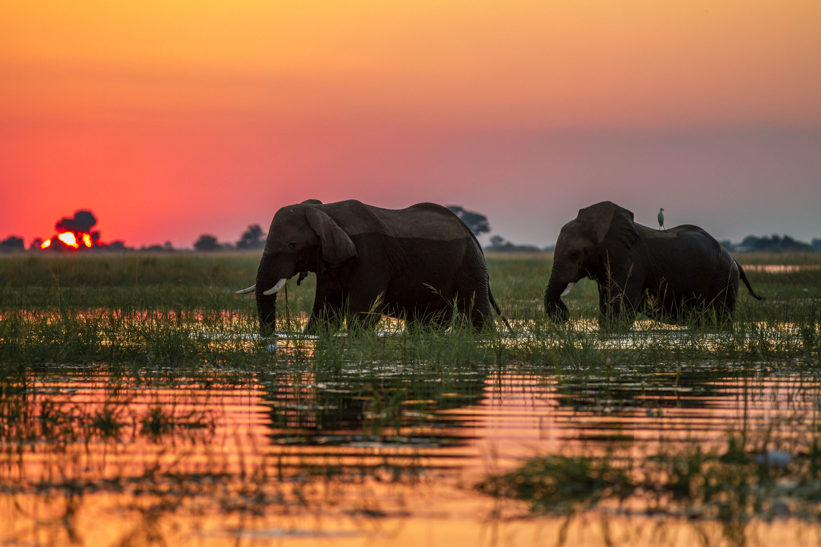 Sonnenuntergang am Chobe-River