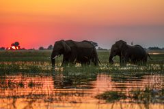 Sonnenuntergang am Chobe-River