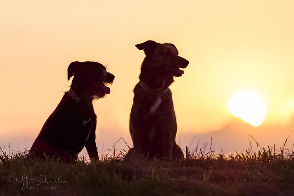 Sonnenuntergang am Deich