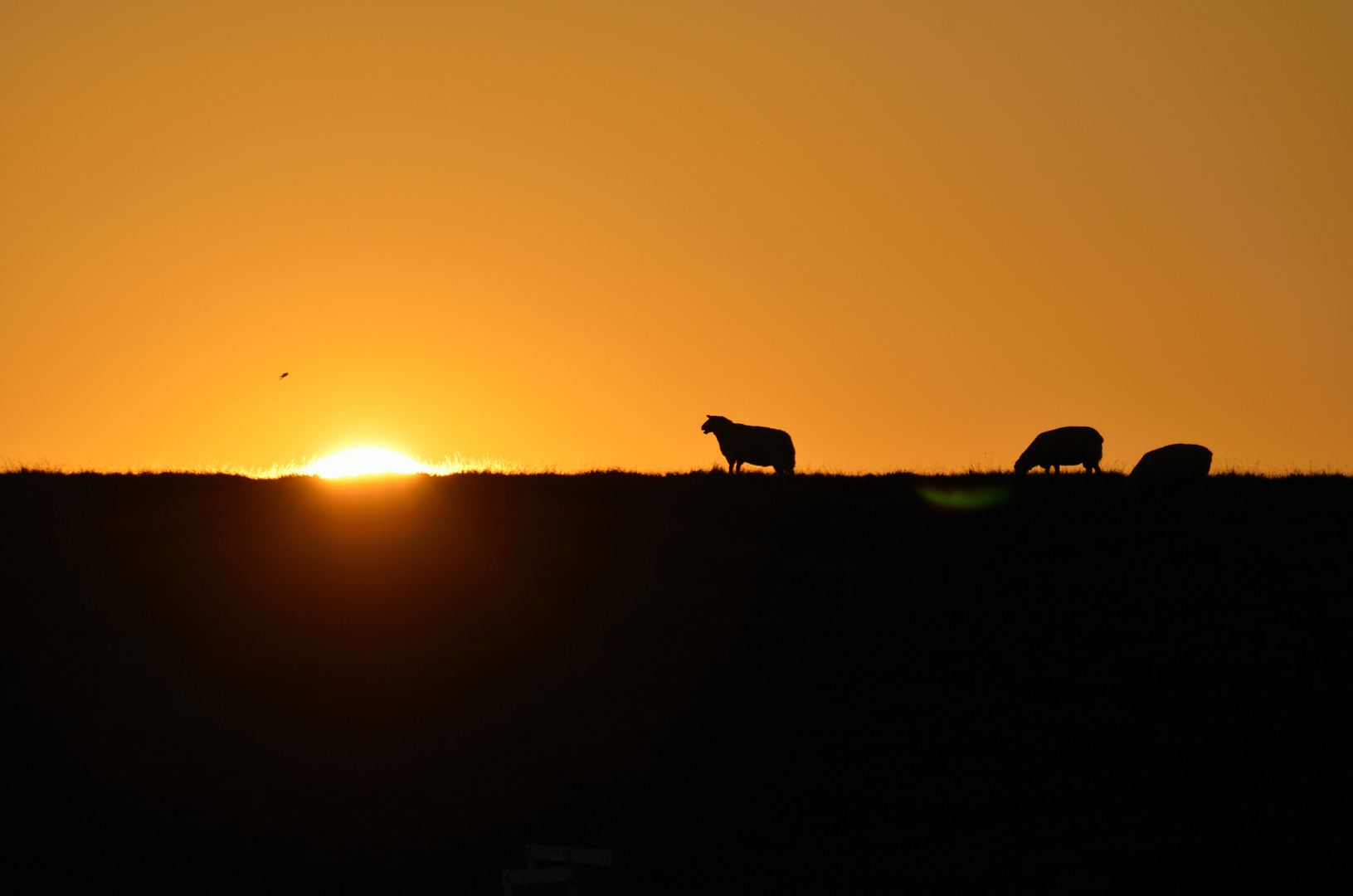 Sonnenuntergang am Deich