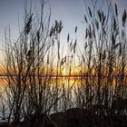 Sonnenuntergang am Dümmer See