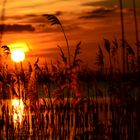 Sonnenuntergang am Dümmer See