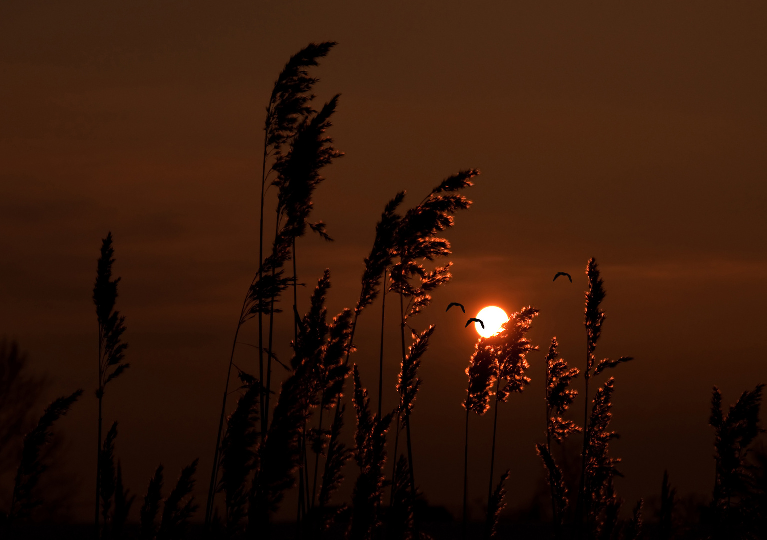 Sonnenuntergang am Elbstrand