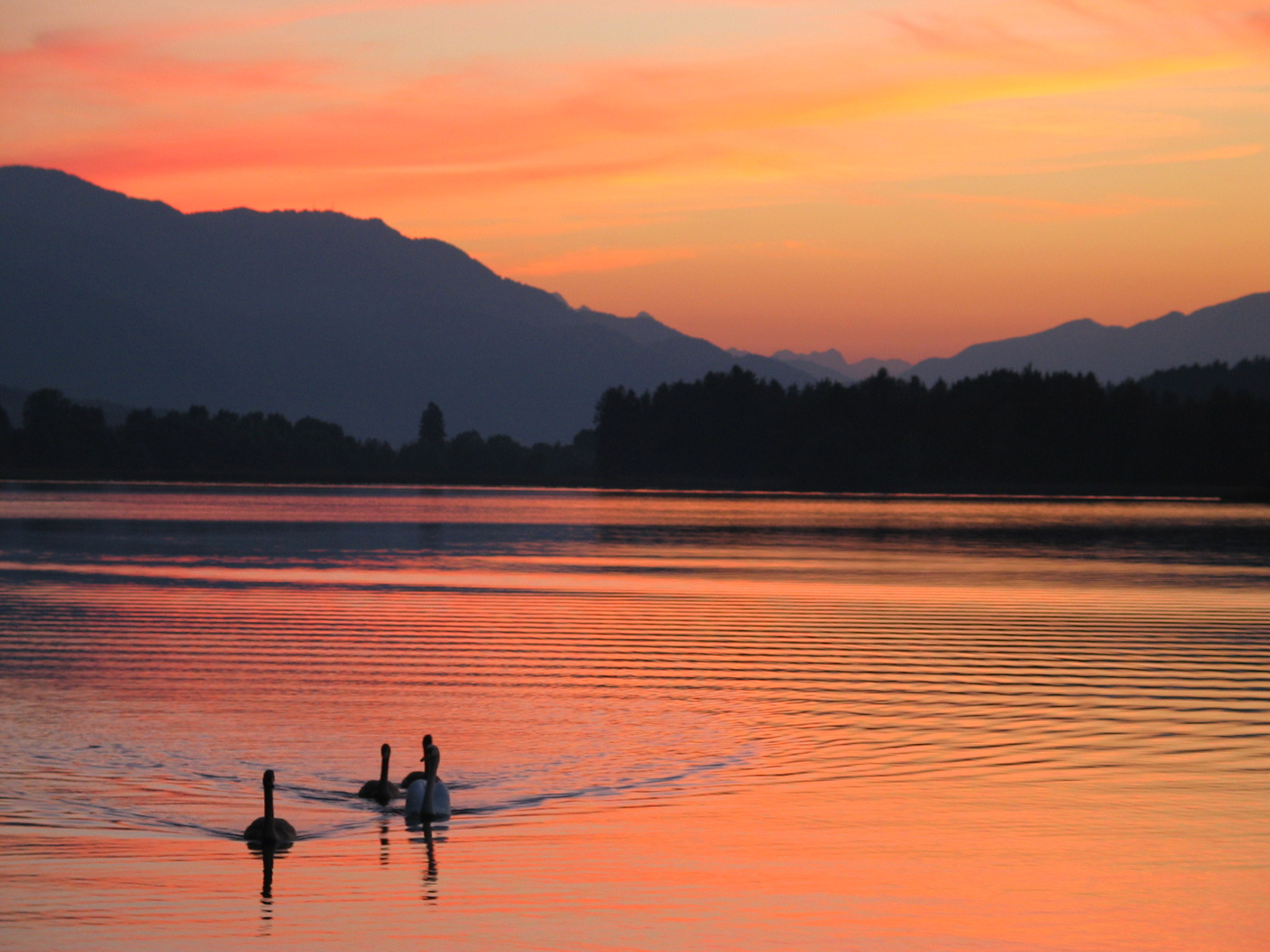 Sonnenuntergang am Faaker See mit Schwänen 1