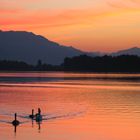 Sonnenuntergang am Faaker See mit Schwänen 1