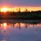 Sonnenuntergang am Federsee