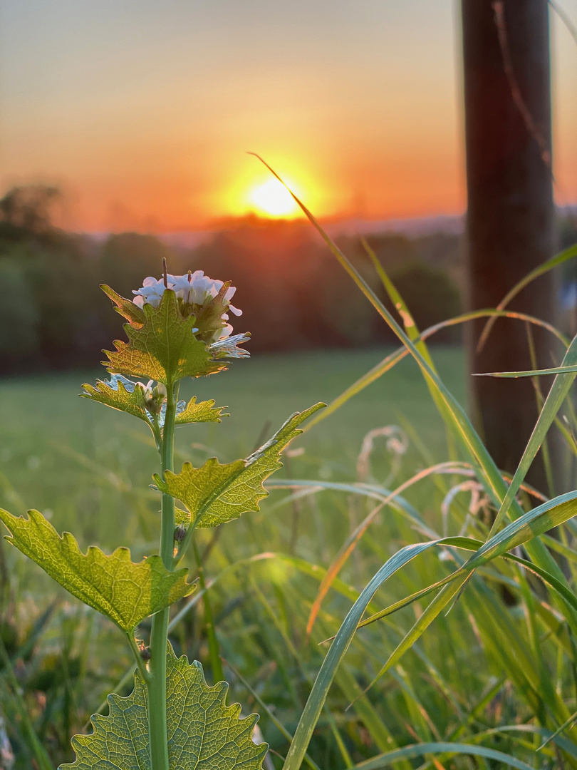 Sonnenuntergang am Feld