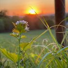 Sonnenuntergang am Feld