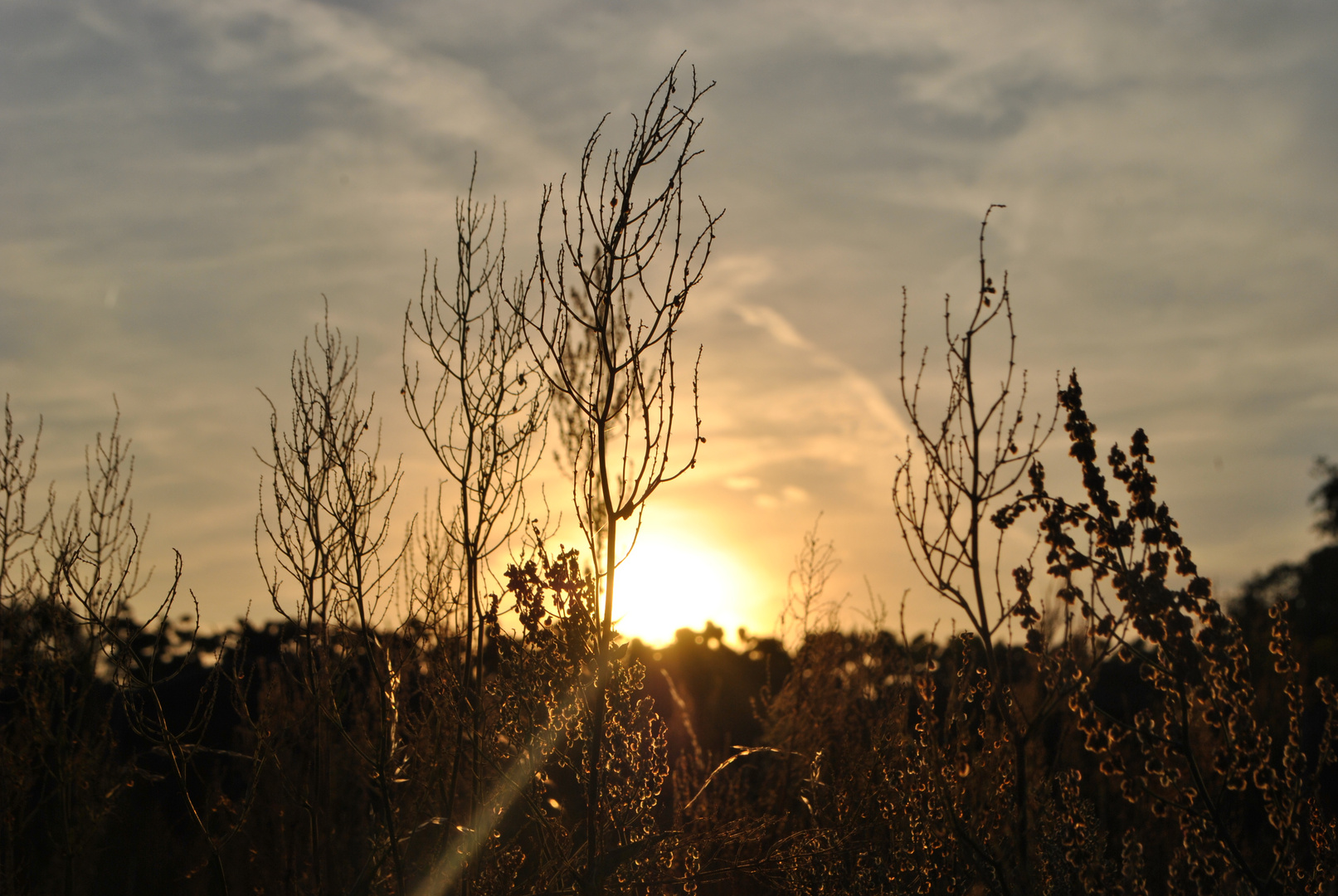 Sonnenuntergang am Feld