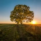 Sonnenuntergang am Feld