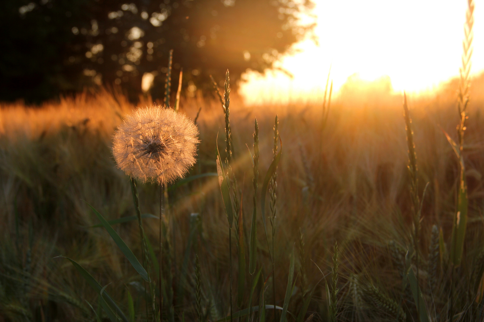 Sonnenuntergang am Feld