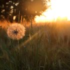 Sonnenuntergang am Feld