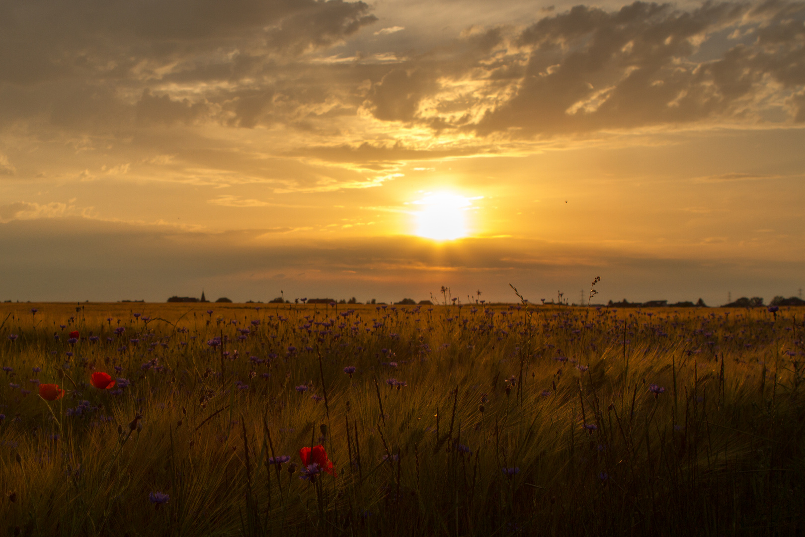 Sonnenuntergang am Feld