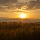 Sonnenuntergang am Feld