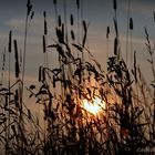 Sonnenuntergang am Feldesrand