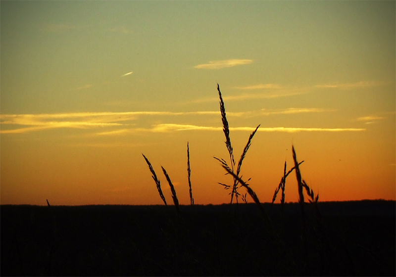 Sonnenuntergang am Feldrain