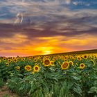 Sonnenuntergang am Feldrand