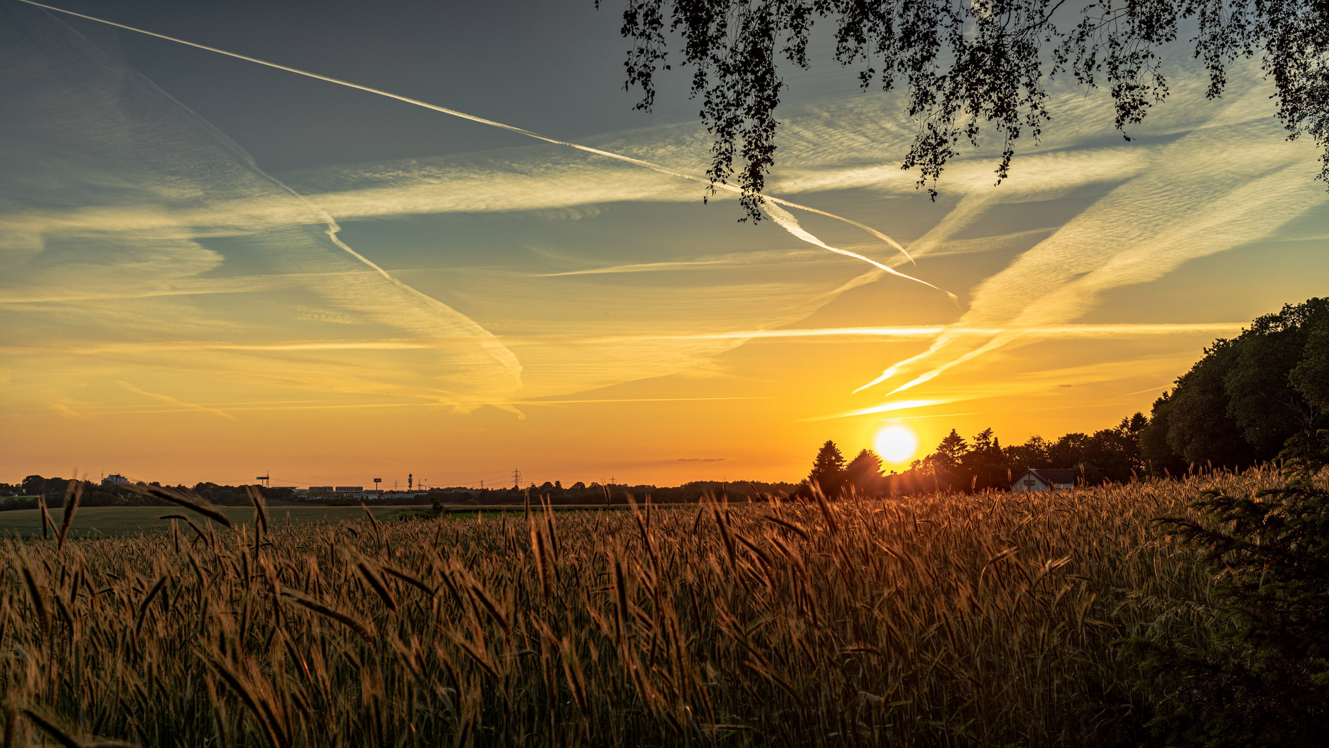 Sonnenuntergang am Feldrand