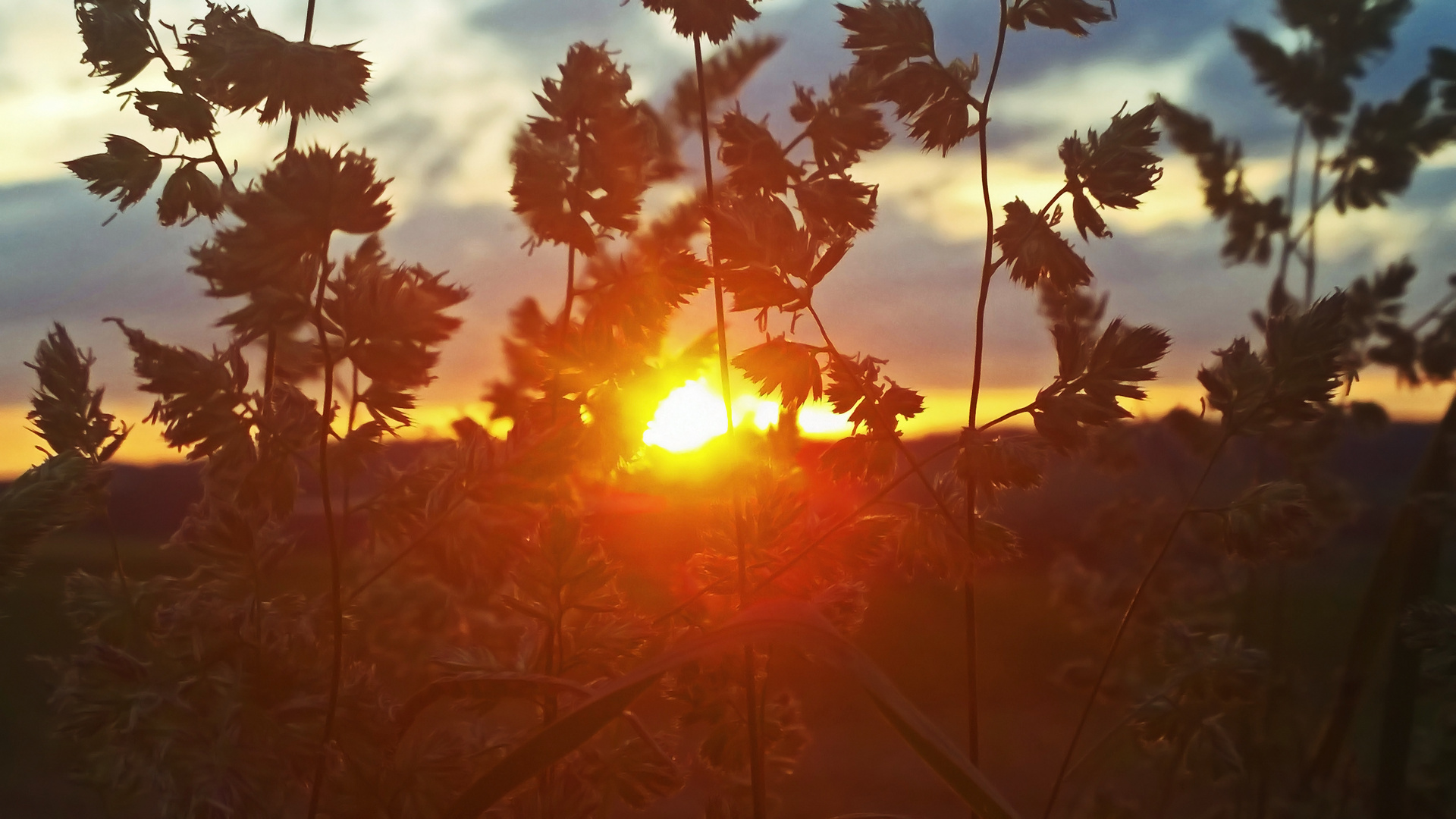 Sonnenuntergang am Feldrand