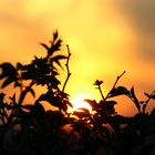 Sonnenuntergang am Flughafen Frankfurt