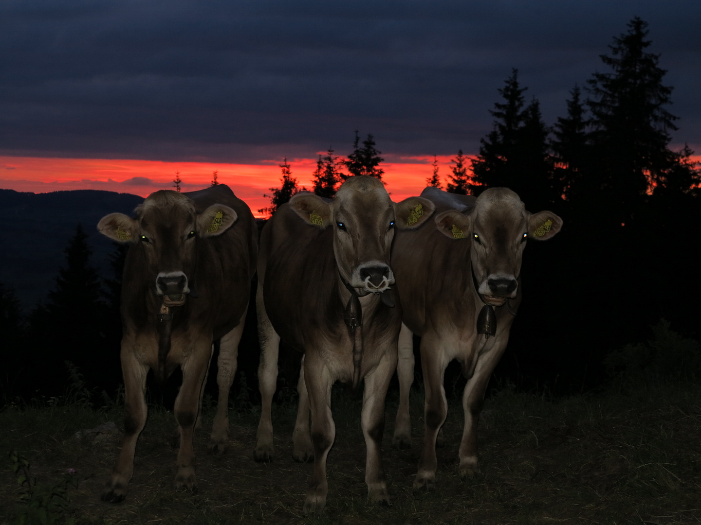 Sonnenuntergang am Grünten