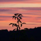 Sonnenuntergang am Hang