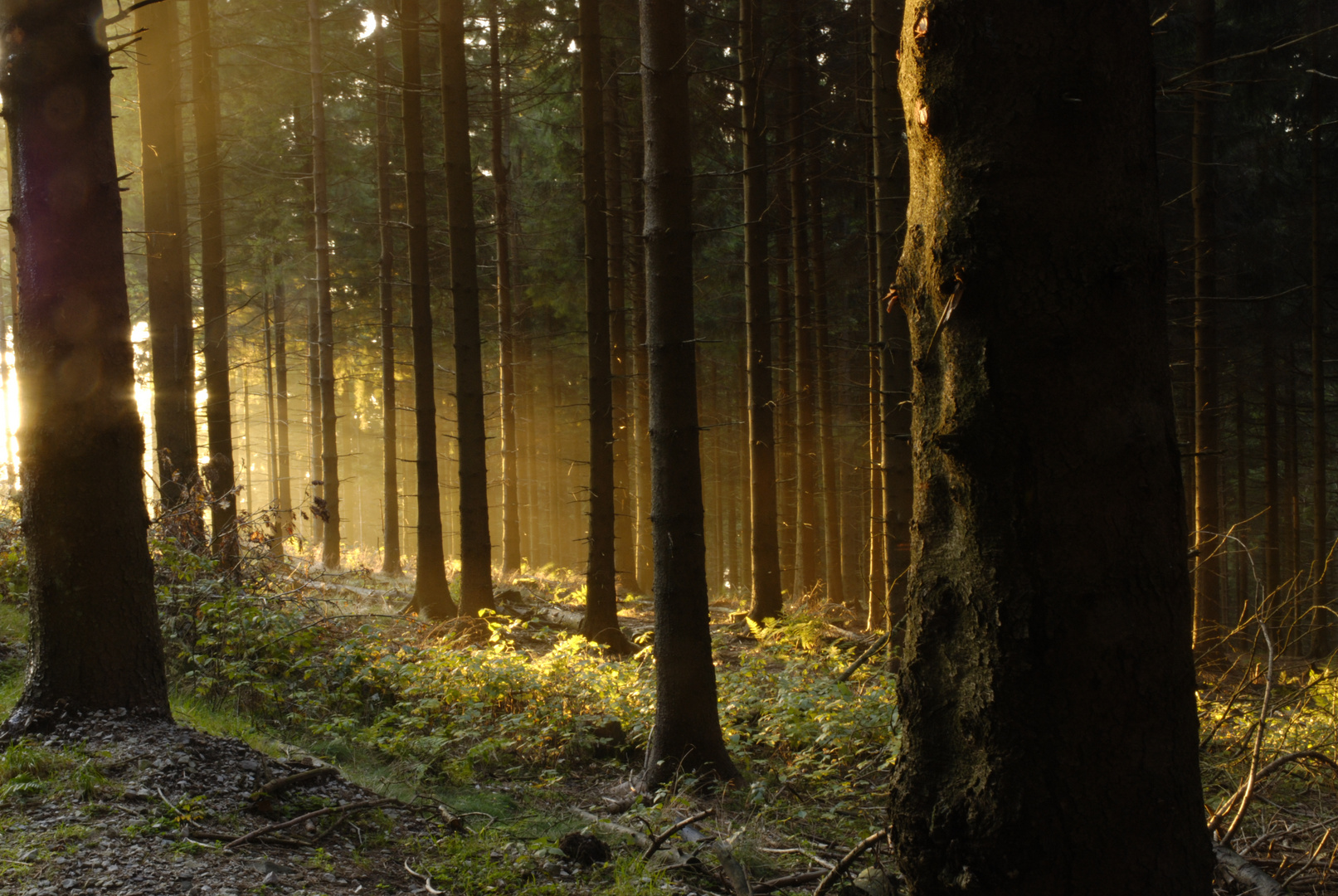 Sonnenuntergang am herbstlichen Feldberg (Taunus)