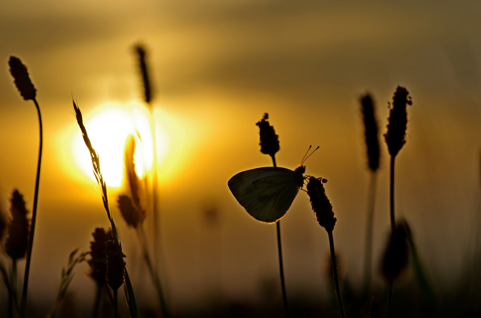 Sonnenuntergang am Hitzetag 30.8.15